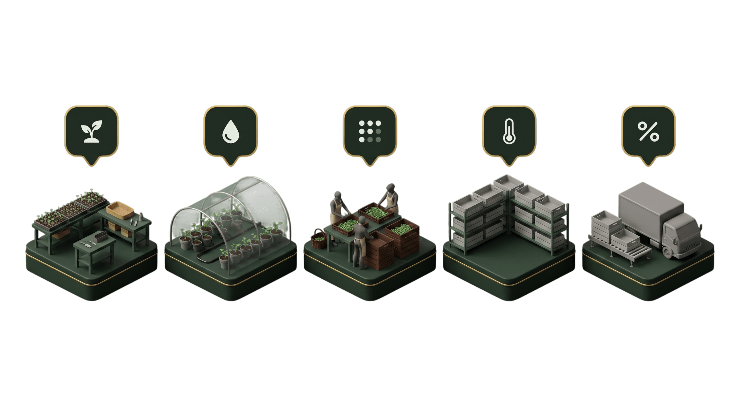 Infographic: Seedlings.farm guides a seedling batch through the whole cycle — from planting, through care and sorting, to the warehouse and dispatch to the buyer